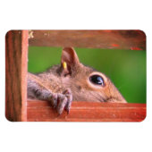 Peeking Eichhörnchen Magnet (Horizontal)