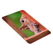 Peeking Eichhörnchen Magnet (Rechte Seite)