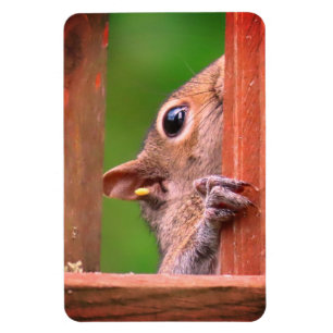 Peeking Eichhörnchen Magnet