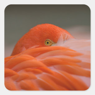Peeking Flamingo Quadratischer Aufkleber