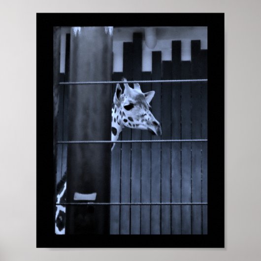 Peeking Giraffe Poster (Vorne)