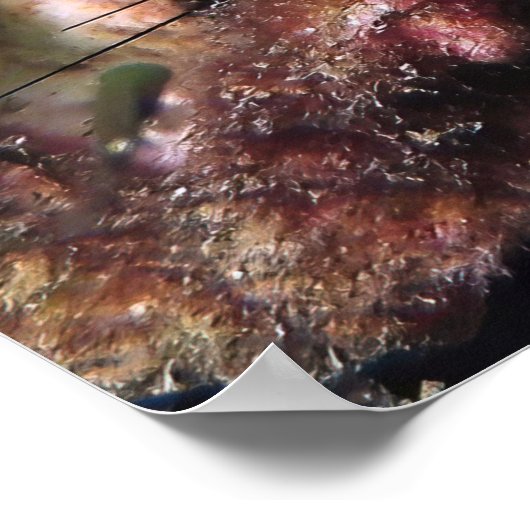 Peeking-Gruppe Poster (Ecke)