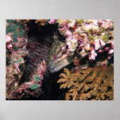 Peeking-Gruppe Poster (Vorne)