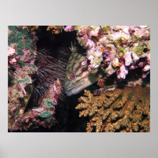 Peeking-Gruppe Poster (Vorne)