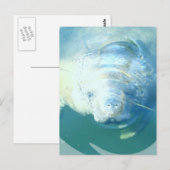 Peeking Manatee Postcard Postkarte (Vorne/Hinten)