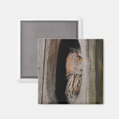 Peeking Owl Lover Kühlschrank Magnet (Vorderseite/Rückseite)