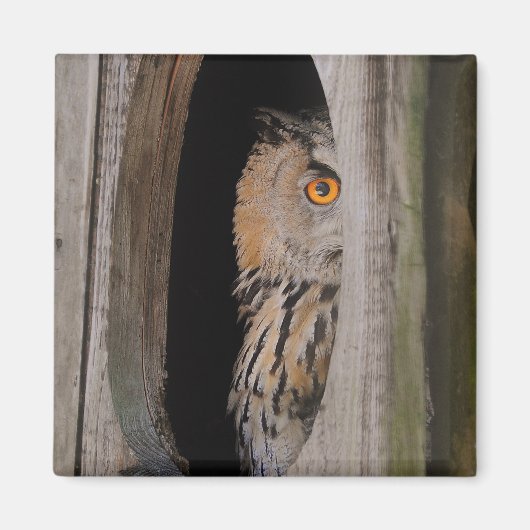 Peeking Owl Lover Kühlschrank Magnet (Vorne)
