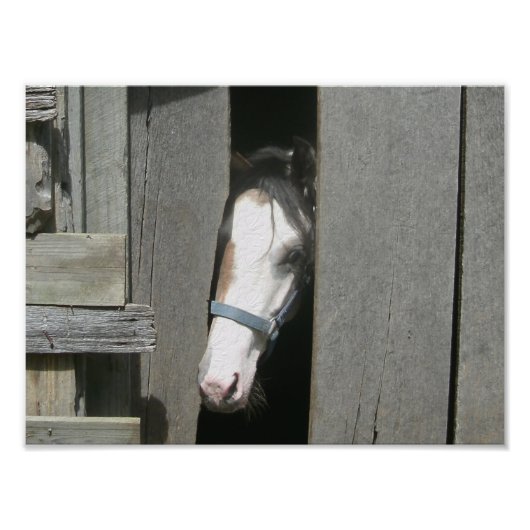 Peeking Pferd Fotodruck (Vorne)