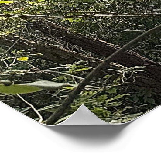 Peeking through the Trees Poster (Ecke)