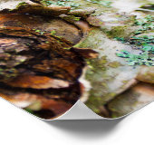 Peeling Birch Tree, Maine Poster (Ecke)