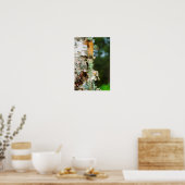 Peeling Birch Tree, Maine Poster (Küche)