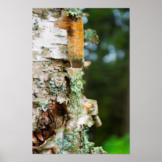 Peeling Birch Tree, Maine Poster (Vorne)