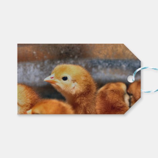 Peep Peep Geschenkanhänger (Vorderseite (Horizontal))