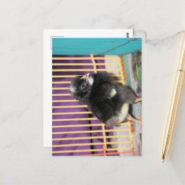 Peep Postkarte