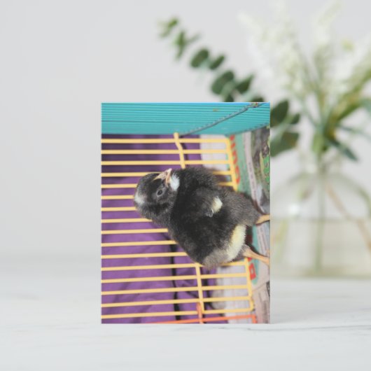 Peep Postkarte (Stehend Vorderseite)