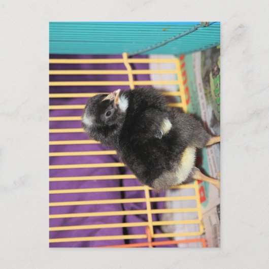 Peep Postkarte (Vorderseite)