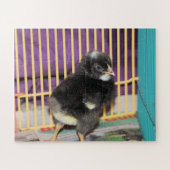 Peep Puzzle (Horizontal)