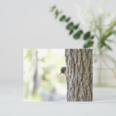 Peeping Bush Robin Card Ankündigungspostkarte (Stehend Vorderseite)