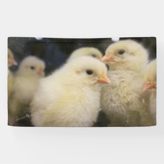 Peeps Banner (Horizontal)