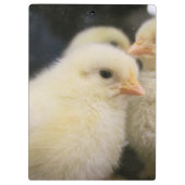 Peeps Klemmbrett (Rückseite)