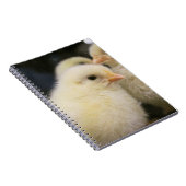 Peeps Notizblock (Rechte Seite)