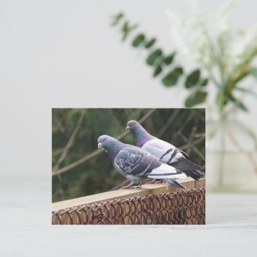 Peering-Tauben Postkarte (Stehend Vorderseite)