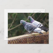 Peering-Tauben Postkarte (Vorne/Hinten)