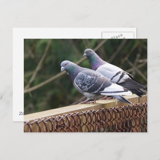 Peering-Tauben Postkarte (Vorne/Hinten)