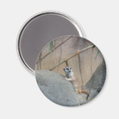 Peerkat Meerkat Magnet (Vorderseite/Rückseite)