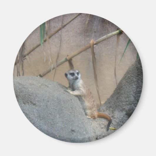 Peerkat Meerkat Magnet (Vorne)