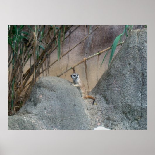 Peerkat Meerkat Poster (Vorne)