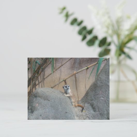 Peerkat Meerkat Postkarte (Stehend Vorderseite)