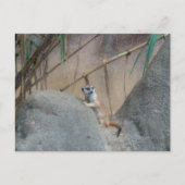 Peerkat Meerkat Postkarte (Vorderseite)