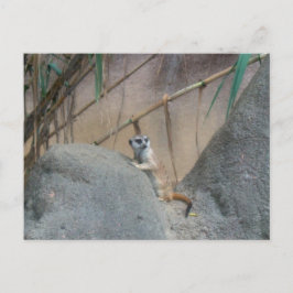 Peerkat Meerkat Postkarte