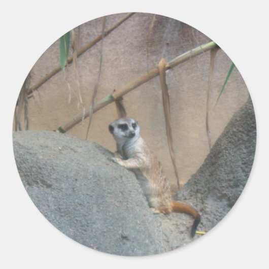 Peerkat Meerkat Runder Aufkleber (Vorderseite)