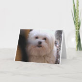 PEEWEE KARTE (Vorderseite)