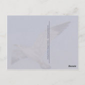 Pegasus Horse & Sea Gulls - Postkarte (Rückseite)