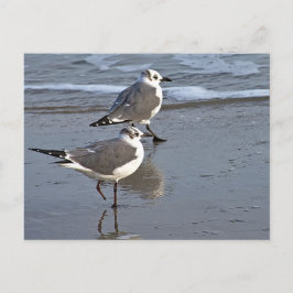 Peggy the One Footed Sea Gull of Galveston, TX Postkarte