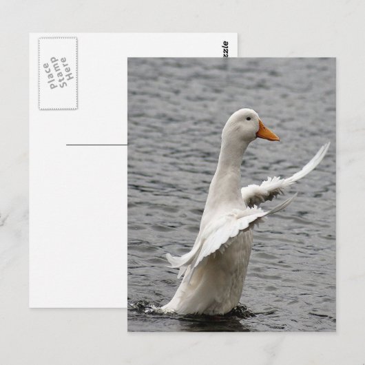 Pekin Duck Foto Postkarte (Vorne/Hinten)