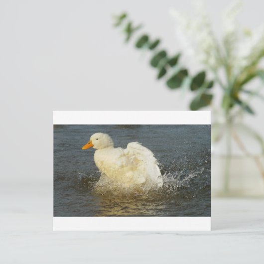 Pekin Duck IV Postkarte (Stehend Vorderseite)