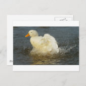Pekin Duck IV Postkarte (Vorne/Hinten)