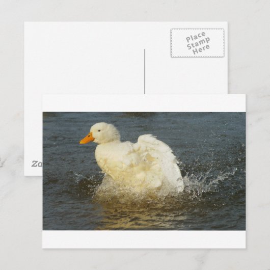 Pekin Duck IV Postkarte (Vorne/Hinten)