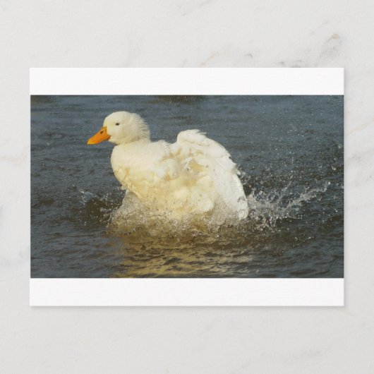 Pekin Duck IV Postkarte (Vorderseite)