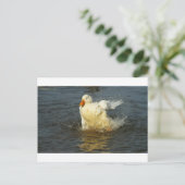 Pekin Duck VII Postkarte (Stehend Vorderseite)