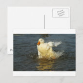 Pekin Duck VII Postkarte (Vorne/Hinten)
