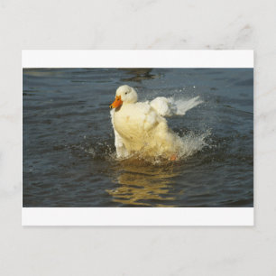 Pekin Duck VII Postkarte