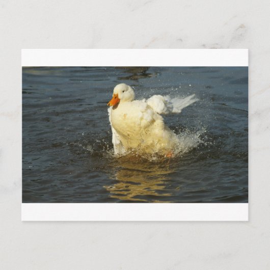 Pekin Duck VII Postkarte (Vorderseite)