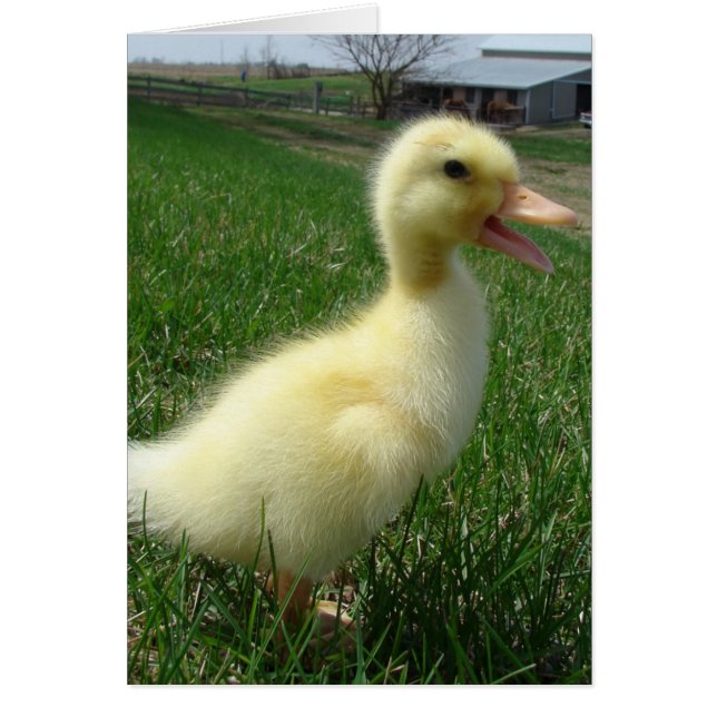 Pekin Duckling (Vorne)