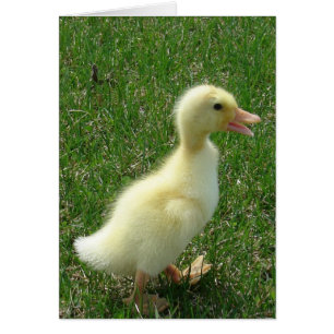 Pekin Duckling