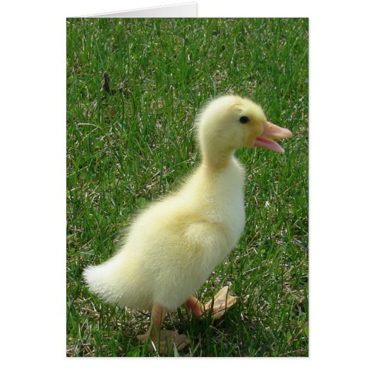 Pekin Duckling (Vorne)